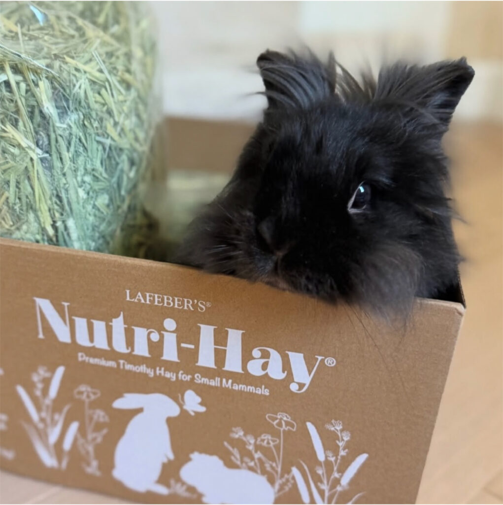 Nutri-Hay for Rabbits & Guinea Pigs 40 oz – Lafeber Company