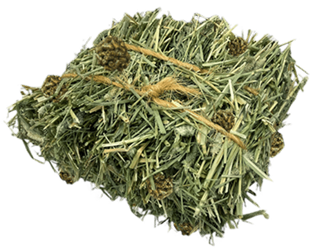 berrie-bale 1 (1)