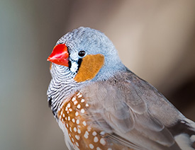 Pet Finch Food